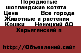 Породистые шотландские котята. › Цена ­ 5 000 - Все города Животные и растения » Кошки   . Ненецкий АО,Харьягинский п.